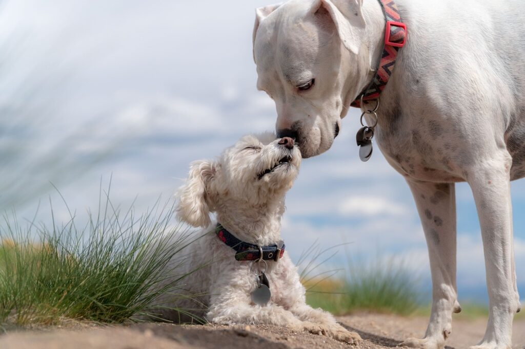 dogs-poodle-white-boxer-4429513 dogs, poodle, white boxer-4429513.jpg